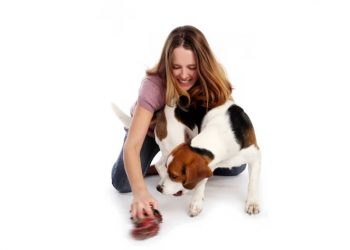 Top 5 Inexpensive Dog Foods