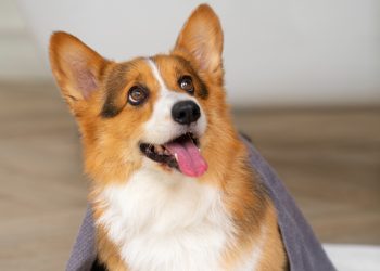 Understanding the Cost of Owning a Pembroke Welsh Corgi: What to Expect Financially