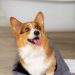 Understanding the Cost of Owning a Pembroke Welsh Corgi: What to Expect Financially