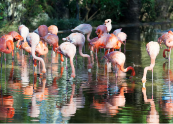 Kenya Family Tours with Flamingo Travels: What to Expect