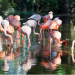 Kenya Family Tours with Flamingo Travels: What to Expect